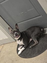 Found/Stray Female Dog last seen IH35, Manchaca, TX 78652