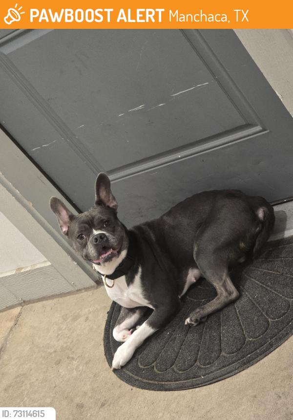 Found/Stray Female Dog last seen IH35, Manchaca, TX 78652