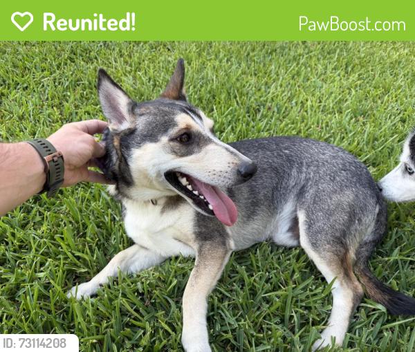 Reunited Male Dog last seen Old Tract Road and Pigeon Forge, Pflugerville, TX 78660
