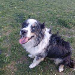 Lost Male Dog last seen Targee and Vista, Boise, ID 83705