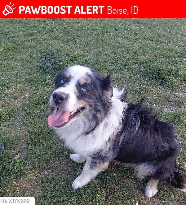 Lost Male Dog last seen Targee and Vista, Boise, ID 83705