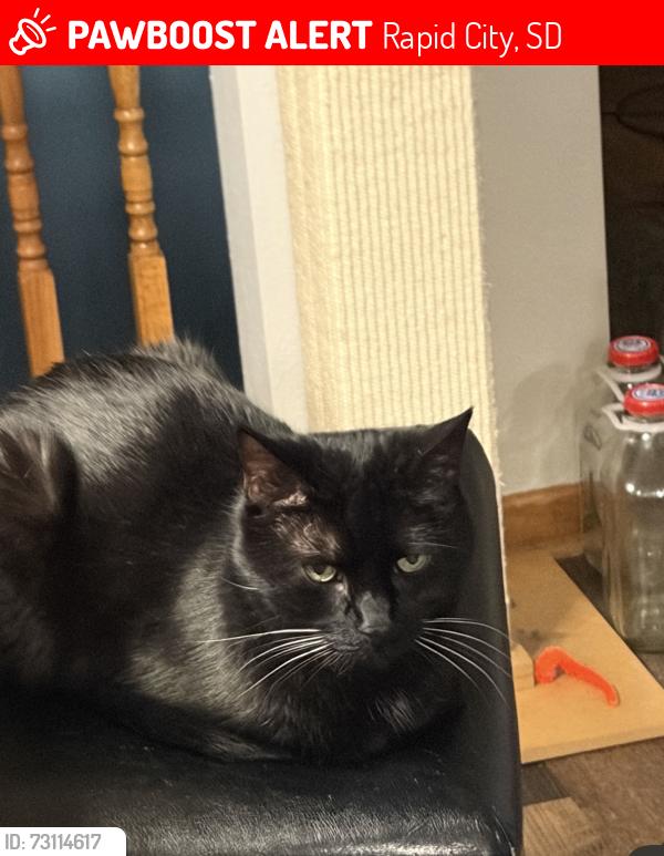 Lost Male Cat last seen Near Dylan Dr, Rapid City, SD 57703