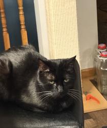 Lost Male Cat last seen Near Dylan Dr, Rapid City, SD 57703