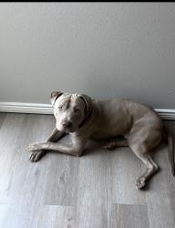 Lost Male Dog last seen Quincy and Buckley, Aurora, CO 80015