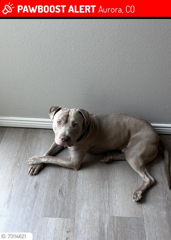 Lost Male Dog last seen Quincy and Buckley, Aurora, CO 80015