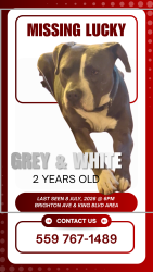 Reunited Male Dog last seen Brighton Ave and Martin Luther King Blvd, Los Angeles, CA 90062