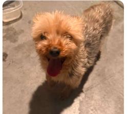 Reunited Male Dog last seen Portland Treaty Ave, Whitney, NV 89122, USA, Whitney, NV 89122