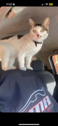 Lost Male Cat last seen Maygar grassland resserve, Broadmeadows, VIC 3047