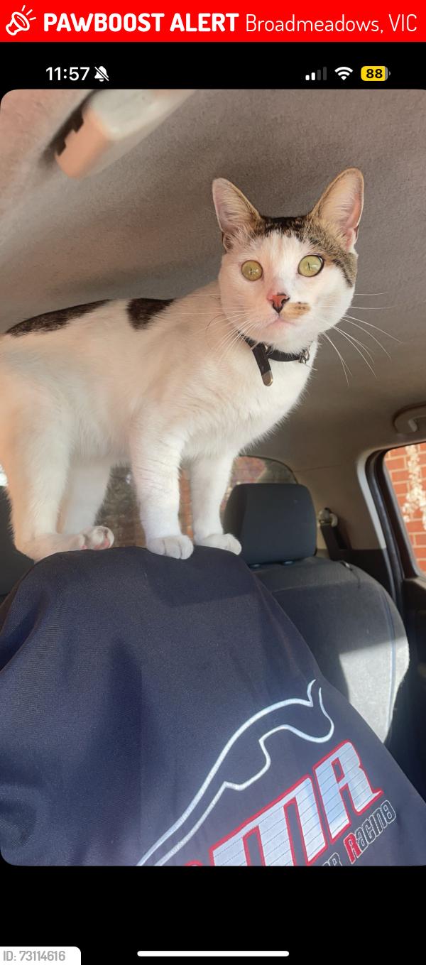 Lost Male Cat last seen Maygar grassland resserve, Broadmeadows, VIC 3047