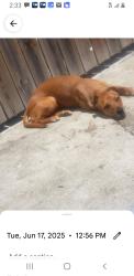 Reunited Female Dog last seen Kimball and Elston, Chicago, IL 60618