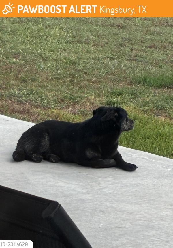 Found/Stray Male Dog last seen Near and 139, Kingsbury, TX 78638