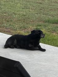 Found/Stray Male Dog last seen Near and 139, Kingsbury, TX 78638