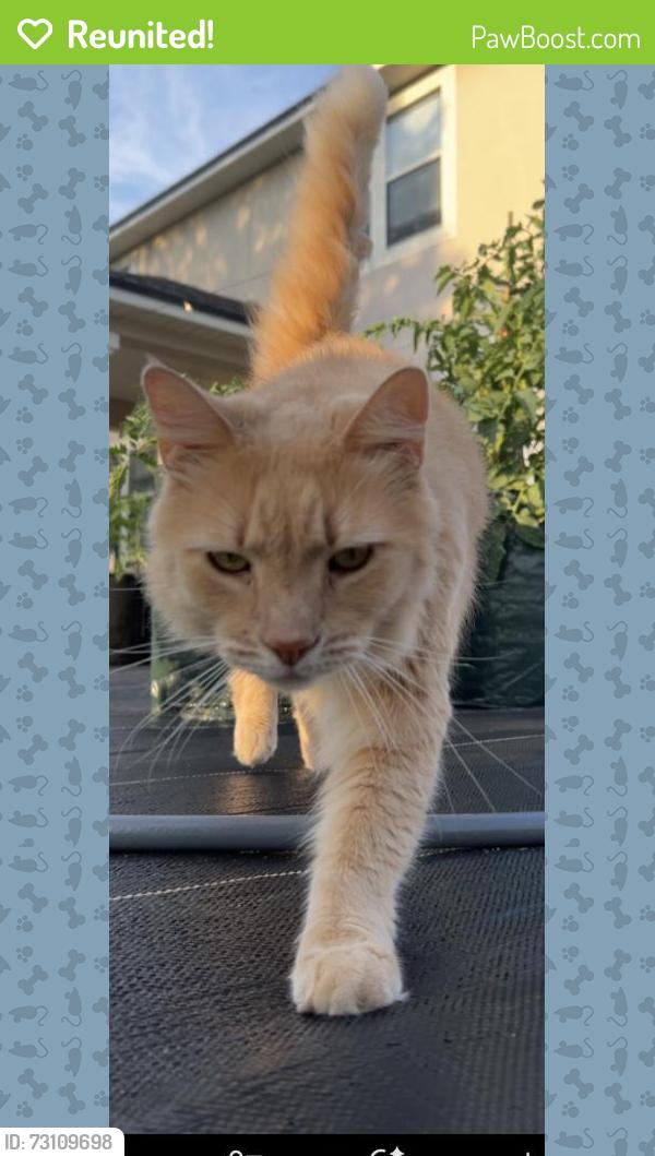 Reunited Male Cat last seen Heritage park, st Augustine 32084, St. Johns County, FL 32084