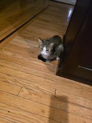 Reunited Female Cat last seen Stage Coach Drive, Bristol, CT 06010