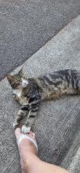 Found/Stray Male Cat last seen Lincoln and 19th, Vancouver, WA 98660