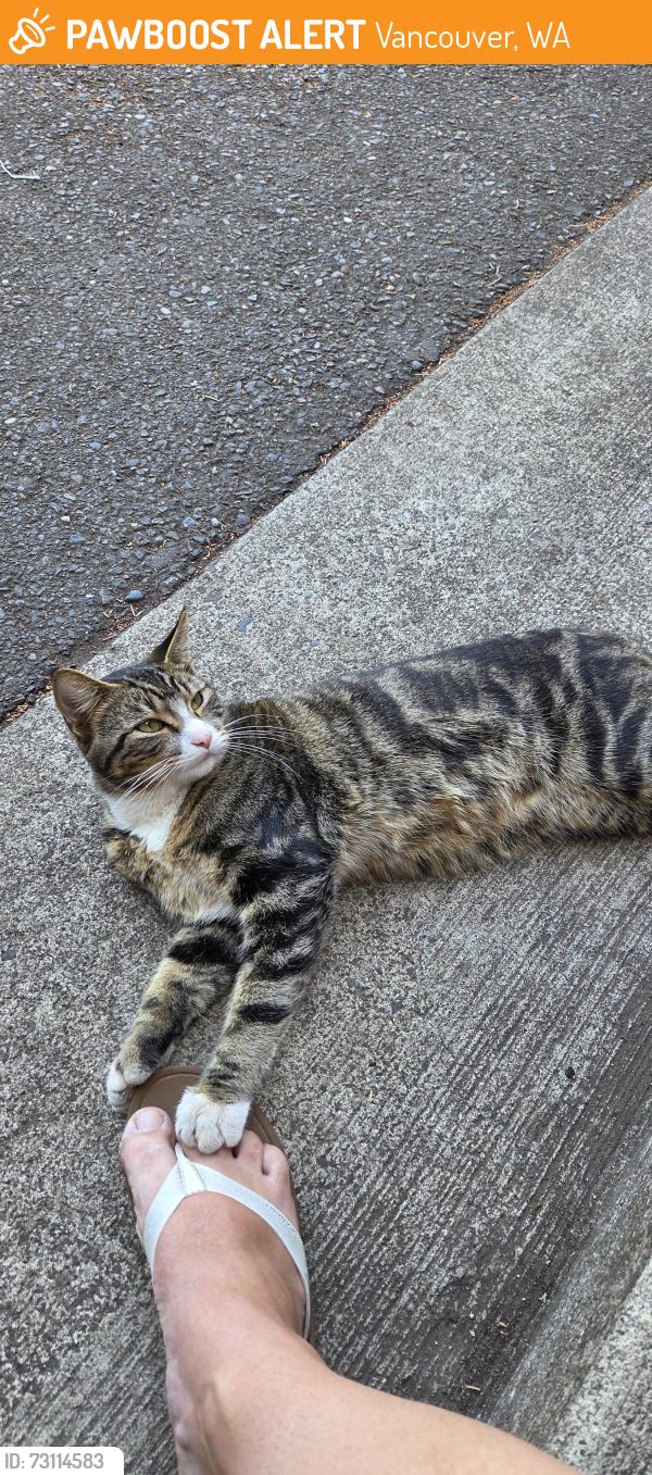 Found/Stray Male Cat last seen Lincoln and 19th, Vancouver, WA 98660