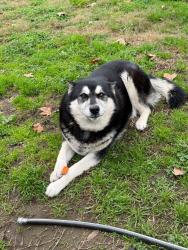 Lost Female Dog last seen Olive & Fresno, Fresno, CA 93703