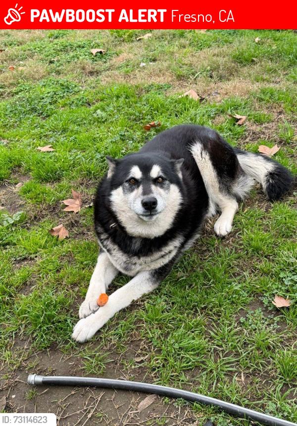 Lost Female Dog last seen Olive & Fresno, Fresno, CA 93703