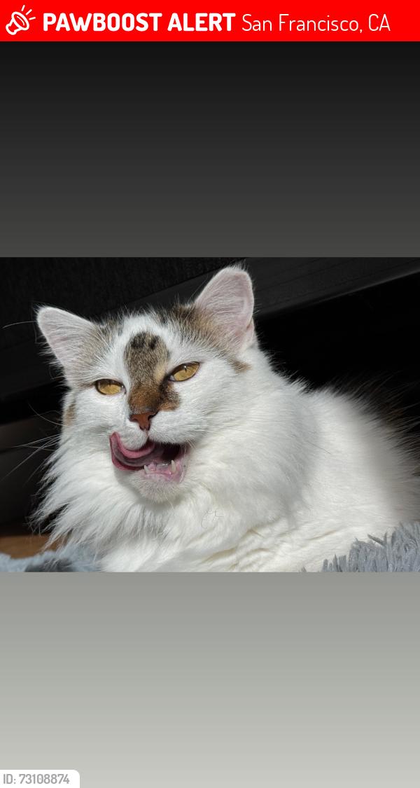 Lost Male Cat last seen Jones between O’Farrell and ellis, San Francisco, CA 94102