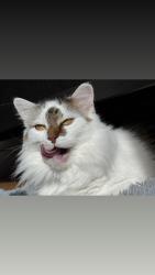 Lost Male Cat last seen Jones between O’Farrell and ellis, San Francisco, CA 94102