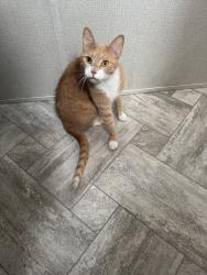 Lost Male Cat last seen 16th ave, Naples, FL 34117