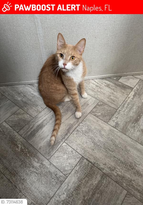 Lost Male Cat last seen 16th ave, Naples, FL 34117