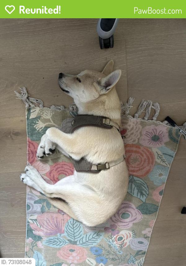 Reunited Male Dog last seen fishers indiana, Fishers, IN 46038