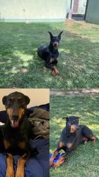 Lost Female Dog last seen W greenleaf blvd and alameda st, Compton, CA 90220