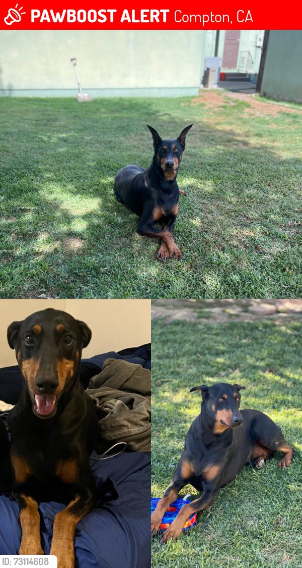 Lost Female Dog last seen W greenleaf blvd and alameda st, Compton, CA 90220