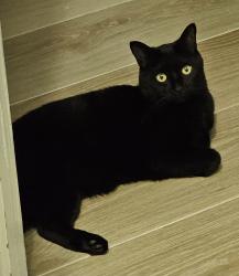 Lost Male Cat last seen Summerlake Park Blvd. & Ficquette / Reams Rd, Winter Garden, FL 34787