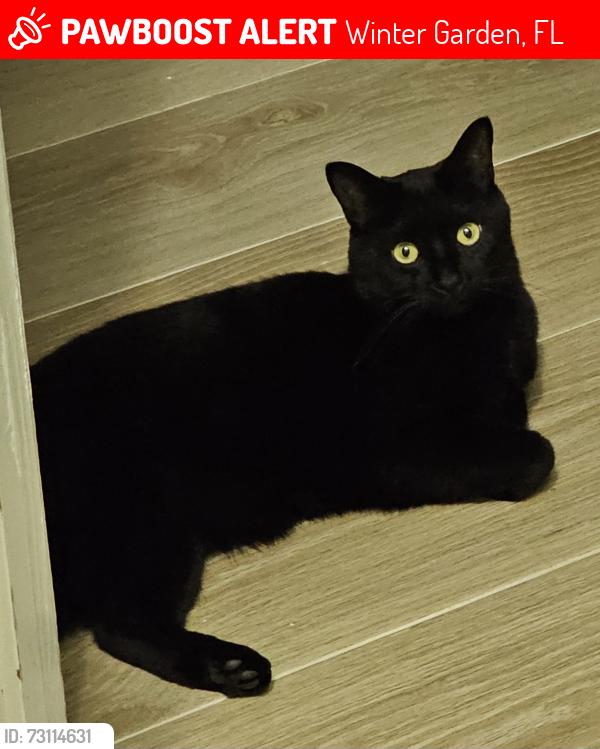 Lost Male Cat last seen Summerlake Park Blvd. & Ficquette / Reams Rd, Winter Garden, FL 34787