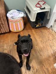 Reunited Unknown Dog last seen Near Cumberland Rd, Fayetteville, NC 28306, Fayetteville, NC 28306