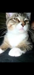 Lost Male Cat last seen Johnson school road, Cleveland, TN 37311