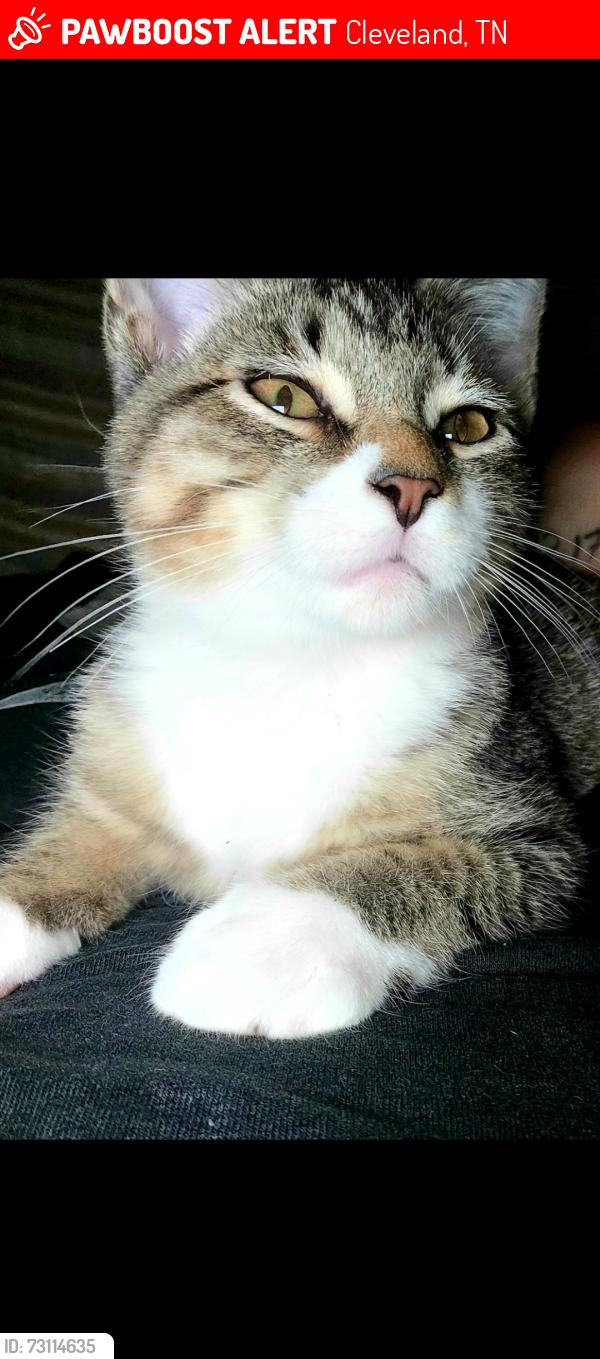 Lost Male Cat last seen Johnson school road, Cleveland, TN 37311