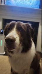 Reunited Male Dog last seen Cedar Heights Park, Cedar Heights, MD 20743
