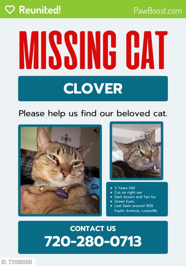 Reunited Female Cat last seen South Kestrel Lane and kaylix Avenue, Louisville, CO 80027