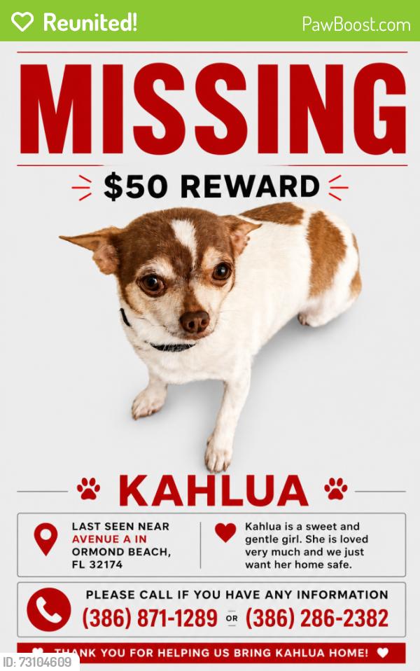 Reunited Female Dog last seen Avenue a and Palm street, Ormond Beach, FL 32174