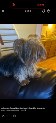 Reunited Female Dog last seen Thompson and Arlington, Indianapolis, IN 46227