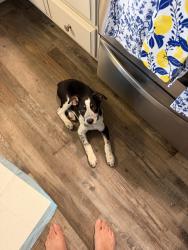 Found/Stray Male Dog last seen Mitchelle rd, Modesto, CA 95354