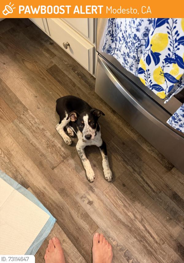Found/Stray Male Dog last seen Mitchelle rd, Modesto, CA 95354