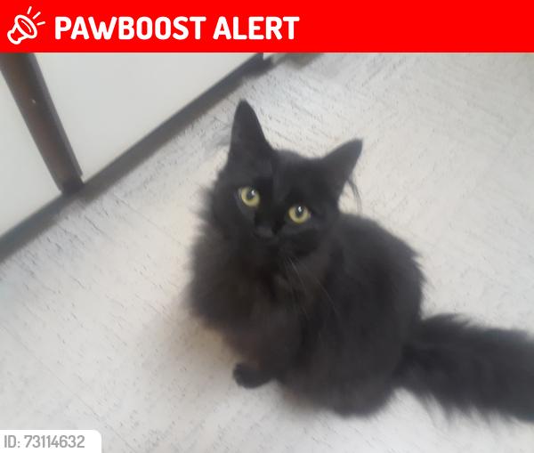 Lost Male Cat last seen Near and 53rd, Langley Township, BC V4W 1T1