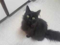 Lost Male Cat last seen Near and 53rd, Langley Township, BC V4W 1T1