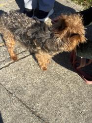 Reunited Unknown Dog last seen No land mark, El Sobrante, CA 94803