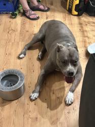 Reunited Unknown Dog last seen Near Lincoln Park, Chapel Hill, NC 27510