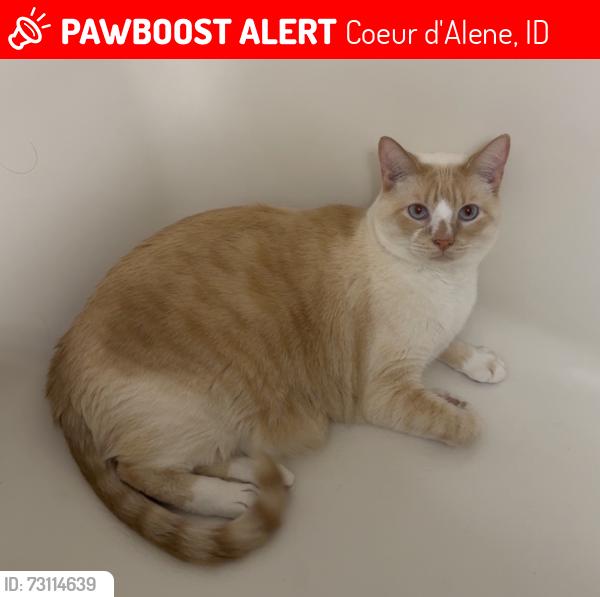 Lost Male Cat last seen Wilbur and N Pinegrove Dr. near silver lake apmts, Coeur d'Alene, ID 83815