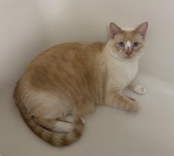 Lost Male Cat last seen Wilbur and N Pinegrove Dr. near silver lake apmts, Coeur d'Alene, ID 83815