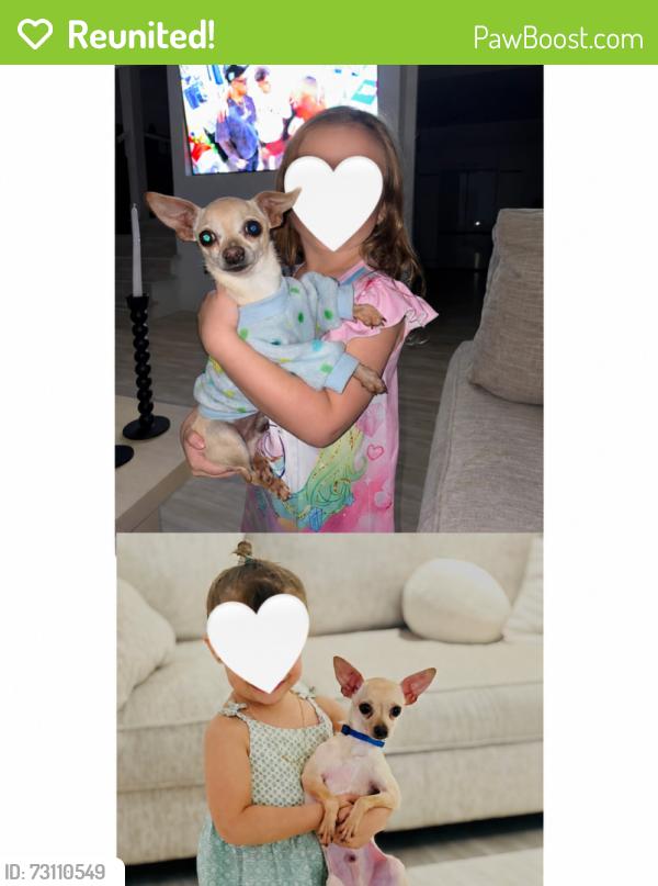 Reunited Male Dog last seen Hialeah, Hialeah, FL 33013
