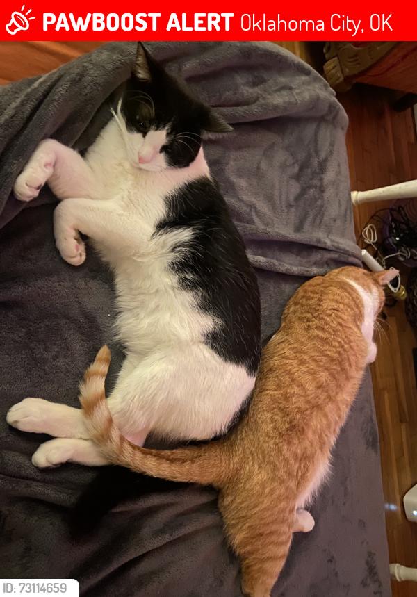 Lost Male Cat last seen The neighborhood across from Tizos on Western, Oklahoma City, OK 73109