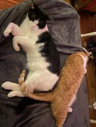 Lost Male Cat last seen The neighborhood across from Tizos on Western, Oklahoma City, OK 73109