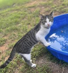 Reunited Male Cat last seen Sorgham Mill and Western, Edmond, OK 73025